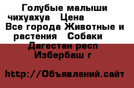 Голубые малыши чихуахуа › Цена ­ 25 000 - Все города Животные и растения » Собаки   . Дагестан респ.,Избербаш г.